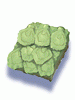 Old Turtle Shell